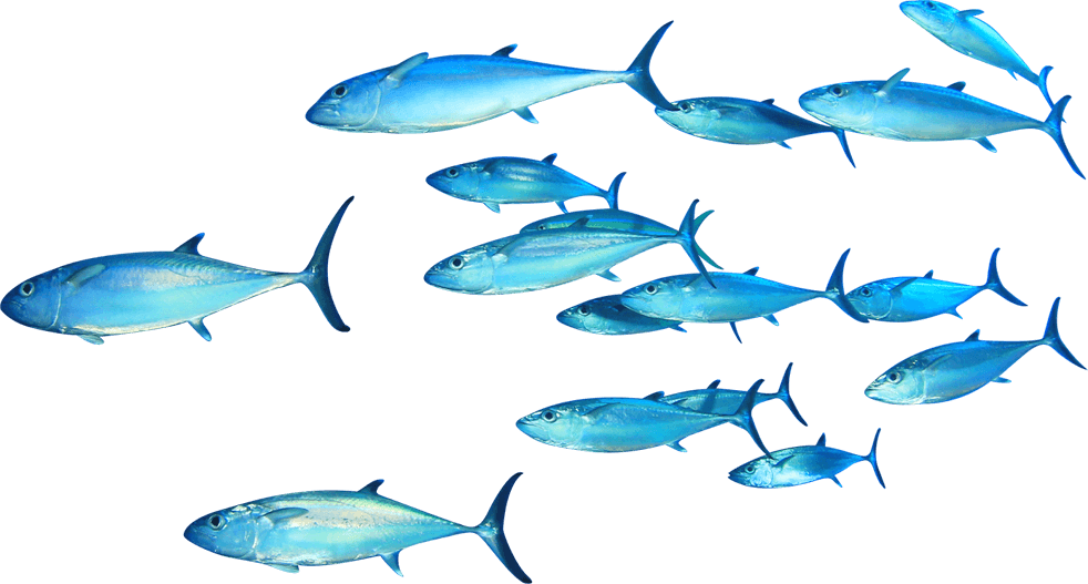 cod fish png hd quality